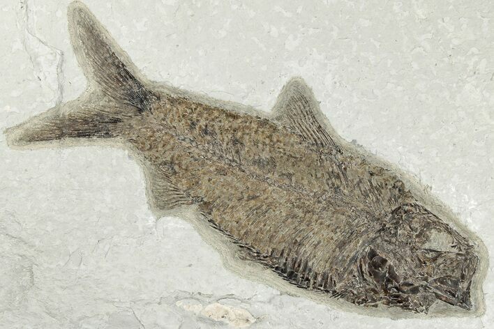 5.7" Detailed Fossil Fish (Knightia) - Wyoming